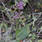 OPHRYS TENTHDEDINIFERA