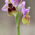 Ophrys Tenthredenifera