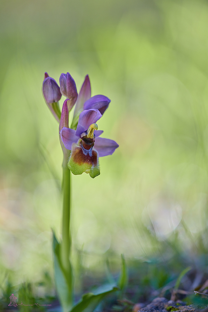 ophrys tenthredinifera