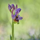 ophrys tenthredinifera