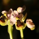 OPHRYS TENTHREDINIFERA