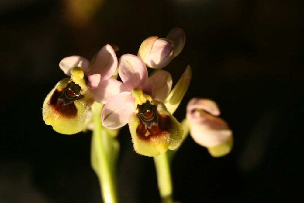 OPHRYS TENTHREDINIFERA