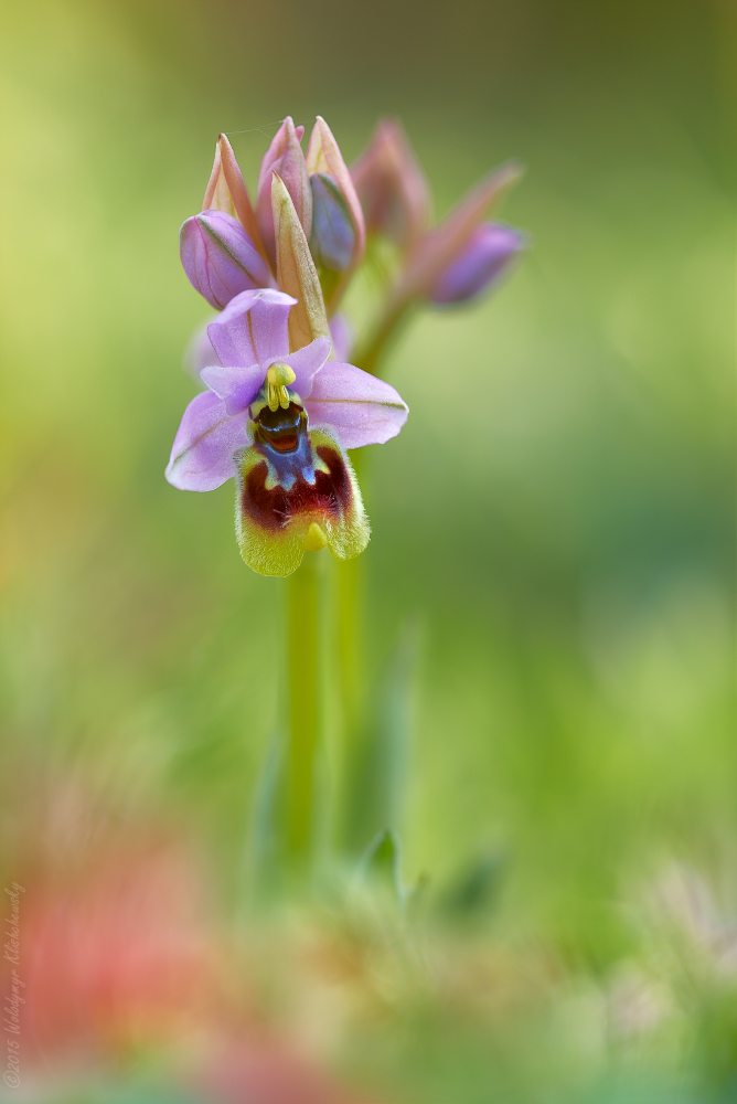 Ophrys tenthredinifera