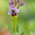 Ophrys tenthredinifera