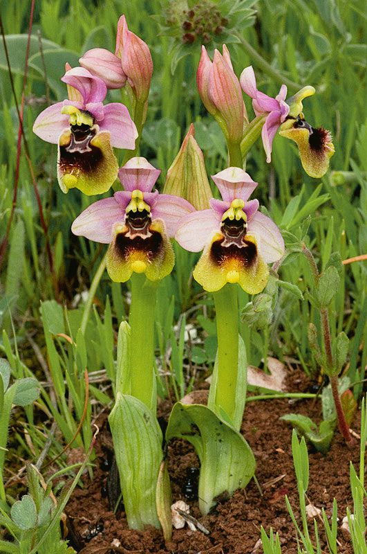 Ophrys tenthredinifera