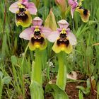 Ophrys tenthredinifera