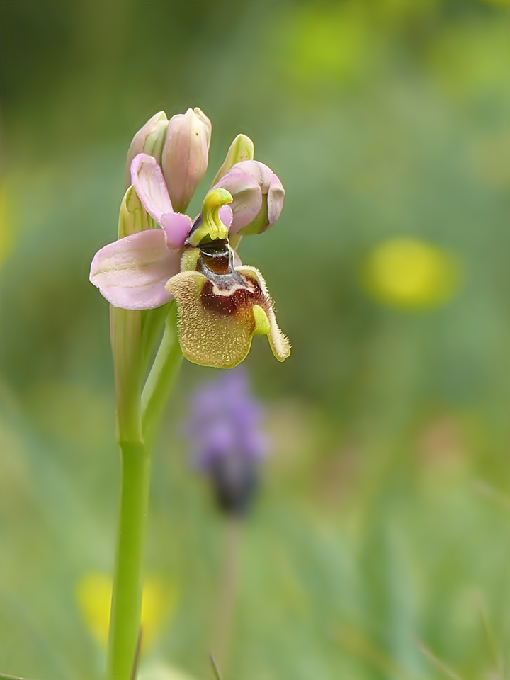 Ophrys tenthredinifera