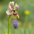 Ophrys tenthredinifera