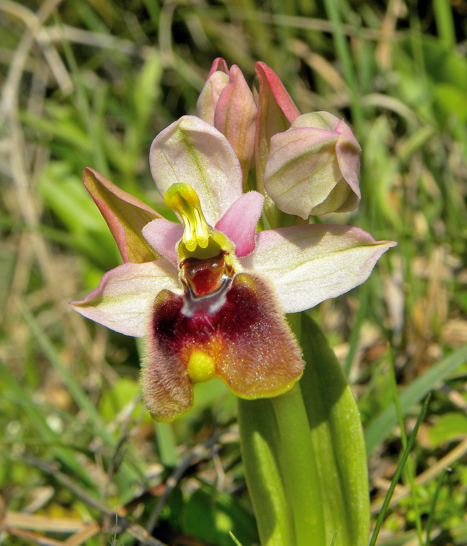 Ophrys tenthredinifera