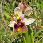 Ophrys tenthredinifera