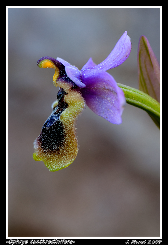 Ophrys tenthredinifera