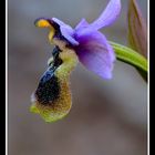 Ophrys tenthredinifera