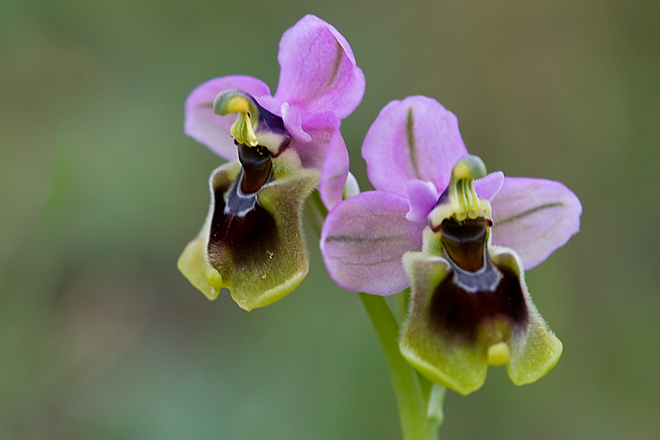 Ophrys tenthredinifera