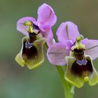 Ophrys tenthredinifera