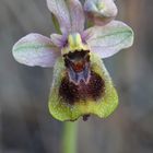 Ophrys Tenthredinifera