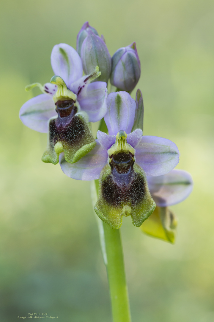 Ophrys tenthredinifera