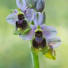 Ophrys tenthredinifera