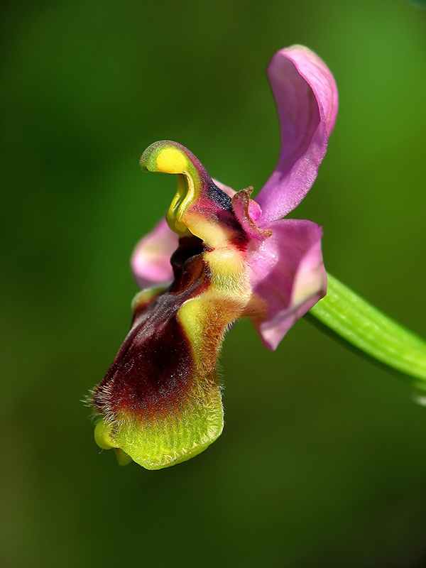 Ophrys tenthredinifera