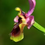 Ophrys tenthredinifera