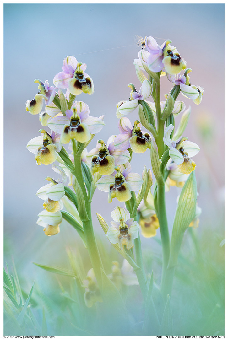 Ophrys tenthredinifera