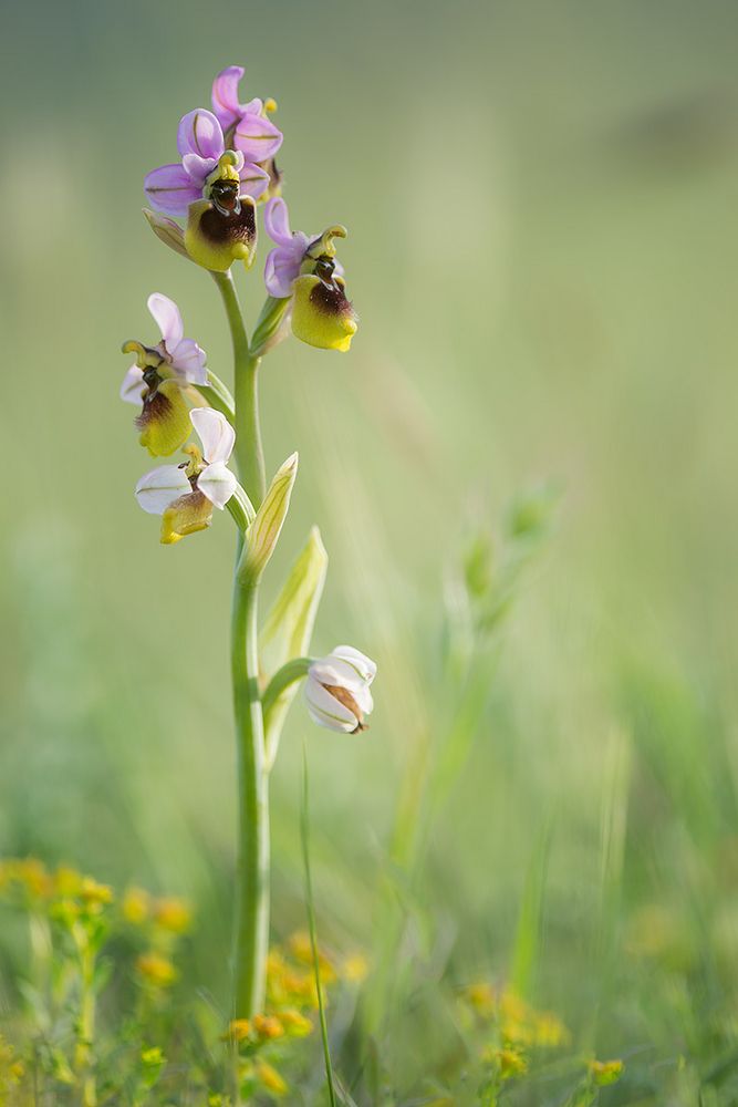 Ophrys tenthredinifera