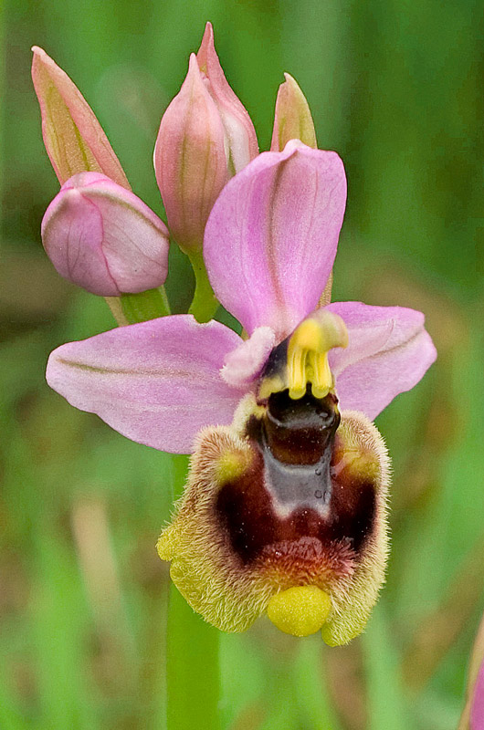 Ophrys tenthredinifera