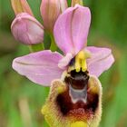 Ophrys tenthredinifera