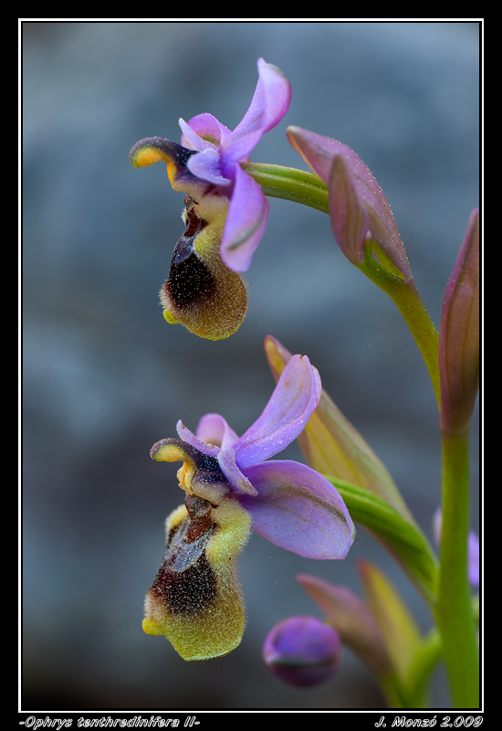 Ophrys tenthredinifera II