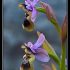 Ophrys tenthredinifera II
