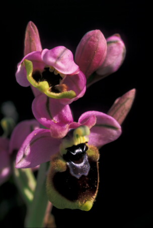 Ophrys tenthredinifera - orchidea - Sardegna