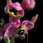 Ophrys tenthredinifera - orchidea - Sardegna