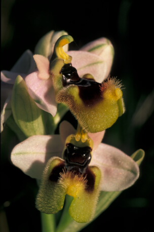 Ophrys tenthredinifera - orchidea - Sud ovest Sardegna