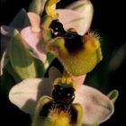 Ophrys tenthredinifera - orchidea - Sud ovest Sardegna