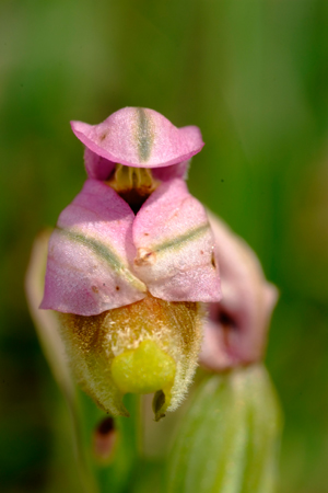 Ophrys tenthredinifera - Sardegna