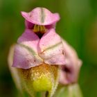 Ophrys tenthredinifera - Sardegna