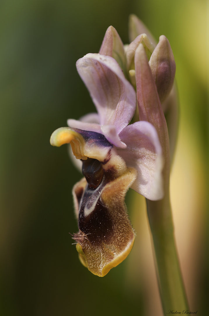 Ophrys tenthredinifera willd