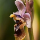 Ophrys tenthredinifera willd