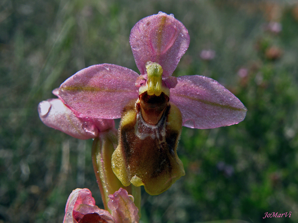 Ophrys tethredynifera.- La Orquídea abejera