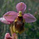 Ophrys tethredynifera.- La Orquídea abejera