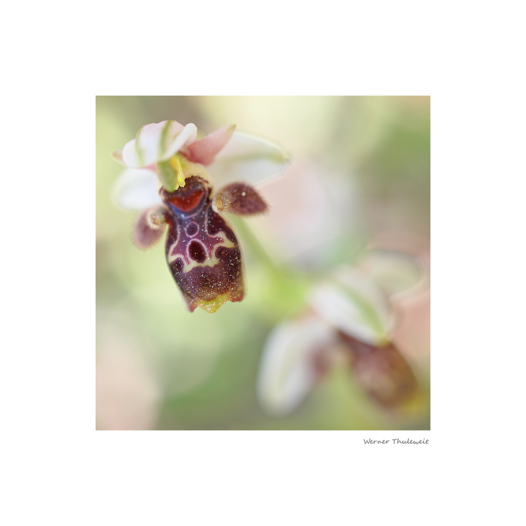 Ophrys umbilicata