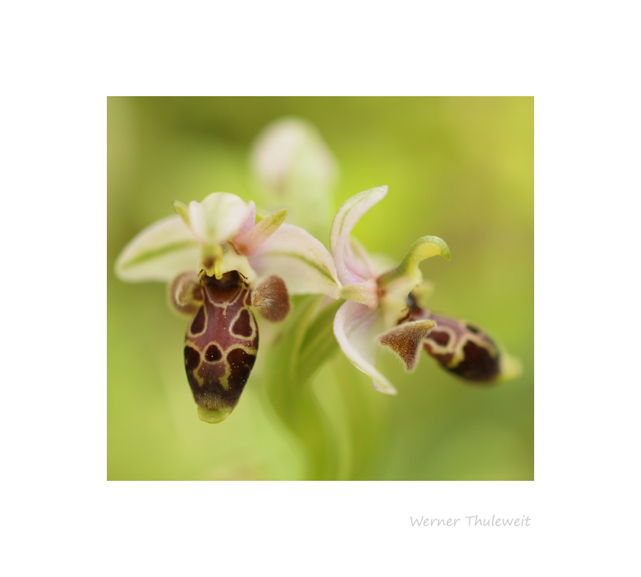 Ophrys umbilicata