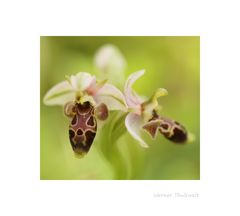 Ophrys umbilicata