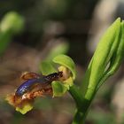 Ophrys vernixia.