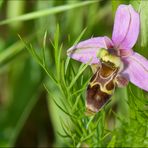 Ophrys vetula