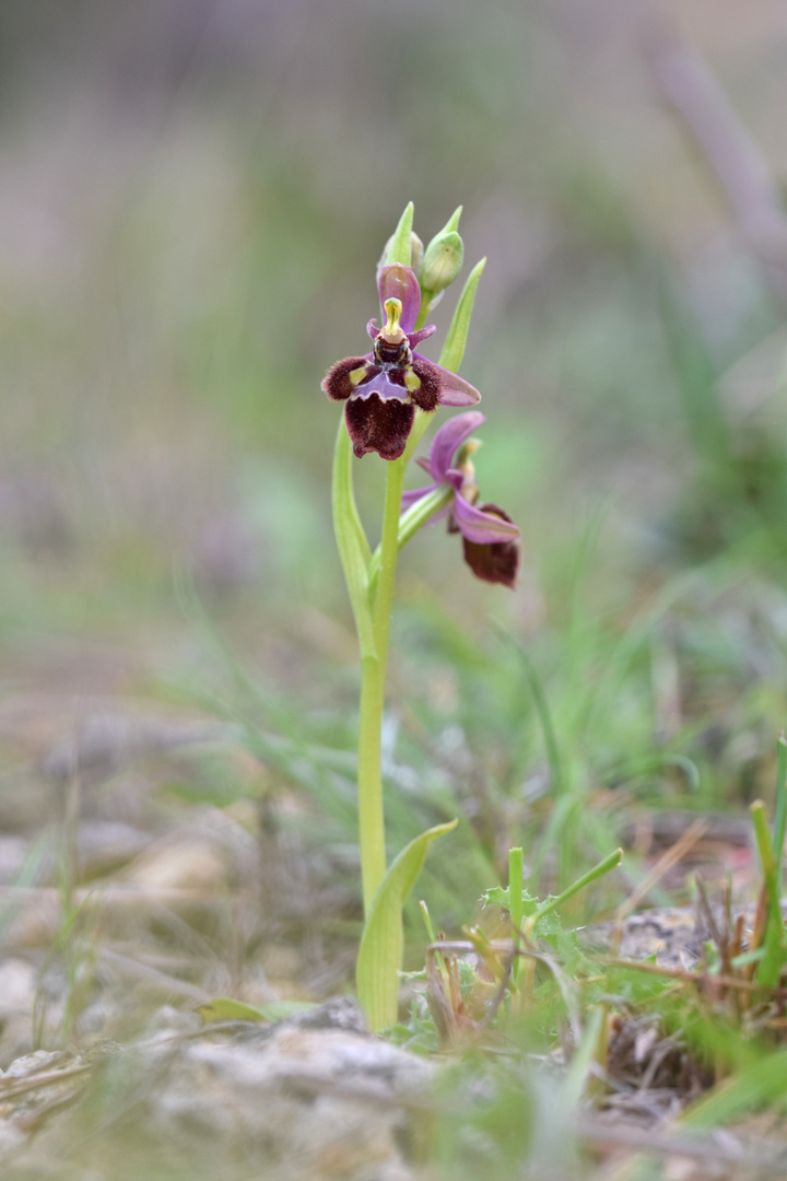 Ophrys x castroviejoi