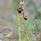 Ophrys x castroviejoi