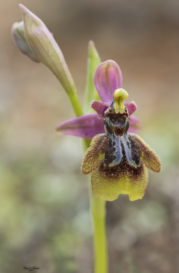 Ophrys x heraultii