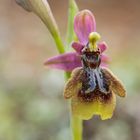 Ophrys x heraultii