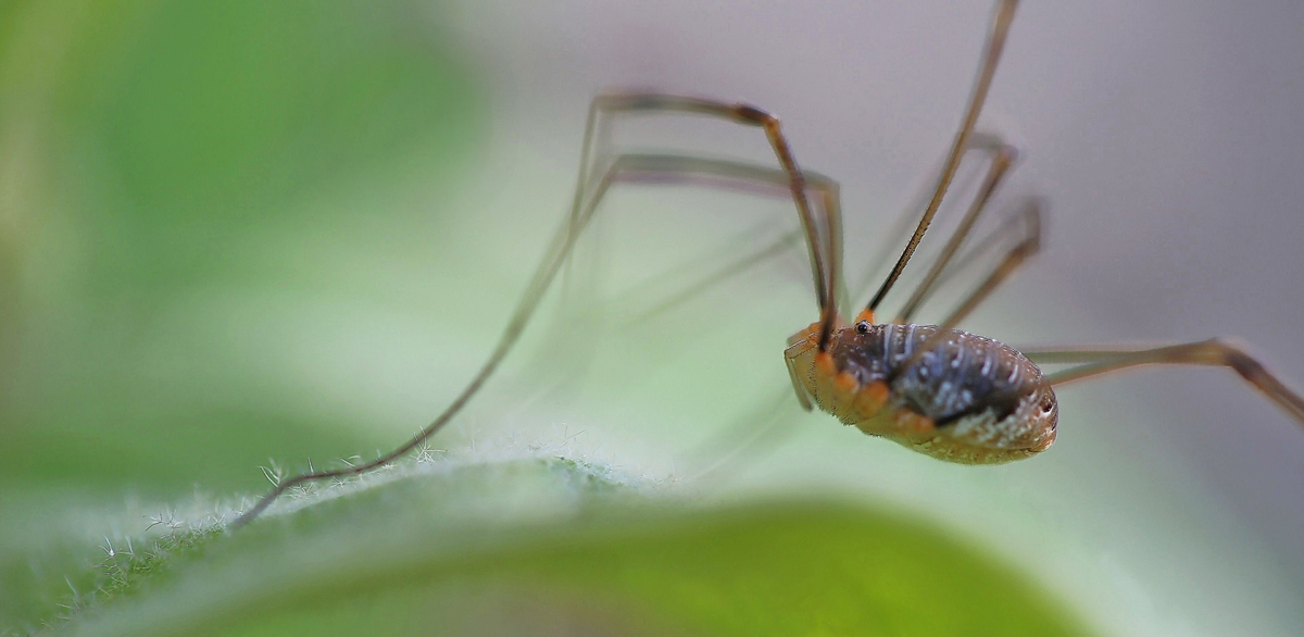 Opilio parietinus - Weberknecht