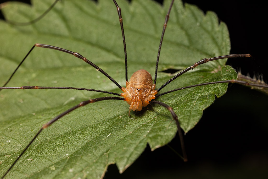 Opiliones